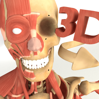 3D Anatomy: Muscle | Skeleton System +