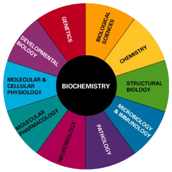 Биохимия Определение Биология