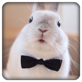 Cute Animal Bunny Rabbit Carrot Wallpaper