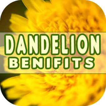 Dandelion Benefits