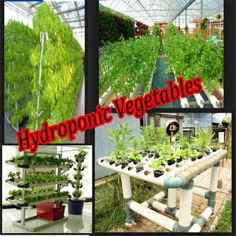гидропонные овощи