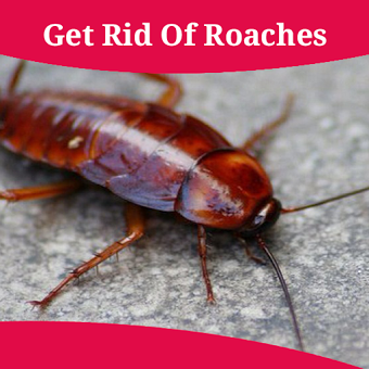 How To Get Rid Of Roaches
