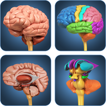 My Brain Anatomy