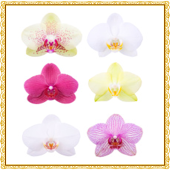 Orchid Flowers Onet Game