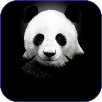 Panda Обои