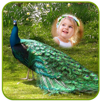 Peacock Photo Frames