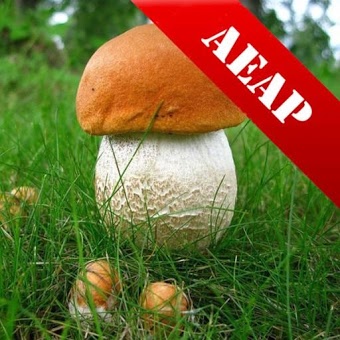 Справочник грибов для грибника