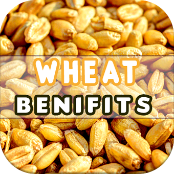 Wheat Benefits